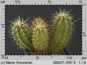Echinocereus viereckii