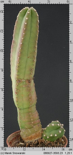 Echinocereus scheeri var. gentryi