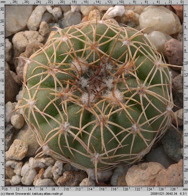 Notocactus crassigibbus var. longispinus
