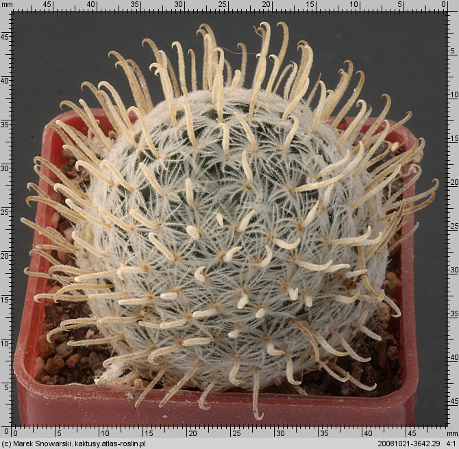Mammillaria duwei