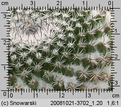 Mammillaria saetigera