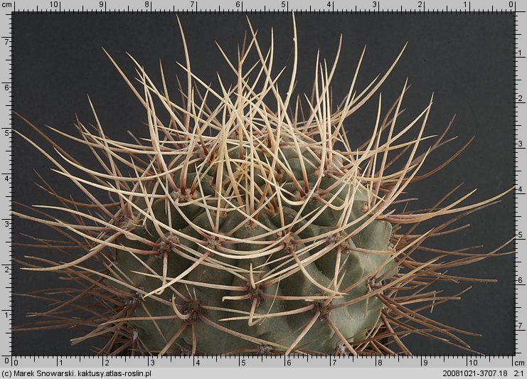Gymnocalycium gibbosum f. fennelli