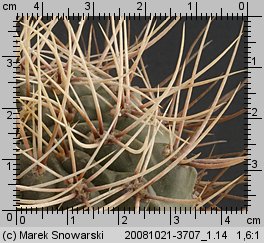 Gymnocalycium gibbosum f. fennelli