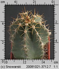 Echinocereus ochoterenae L 771