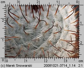 Mammillaria perezdellarosa
