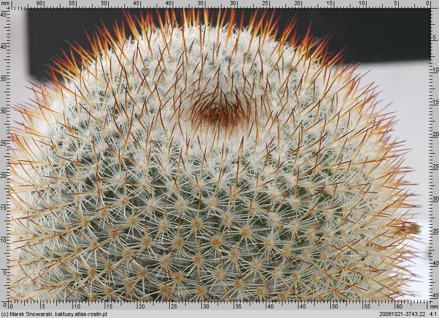 Mammillaria supertexta e 00282 (M. lanata)