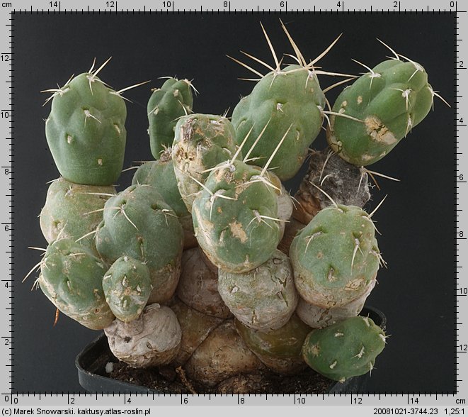Tephrocactus minor