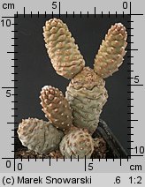 Tephrocactus articulatus var. inermis