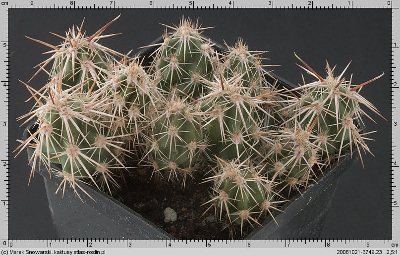 Tephrocactus rossianus