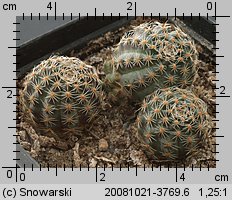 Mediolobivia pygmaea WR 335