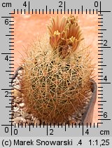 Escobaria roseana LX 578