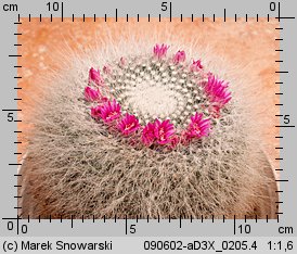 Mammillaria hahniana