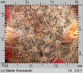 Mammillaria prolifera var. texana