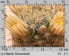 Mammillaria prolifera var. haitiensis