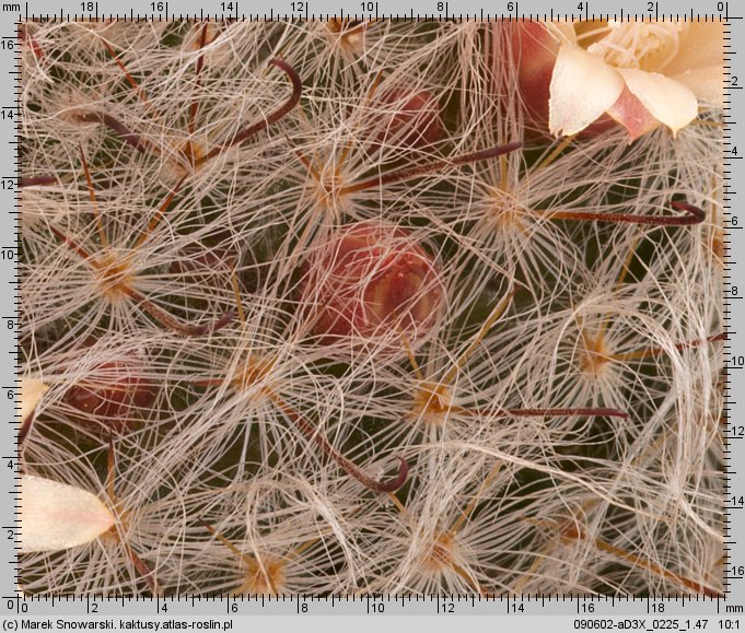 Mammillaria bocasana f. multilanata