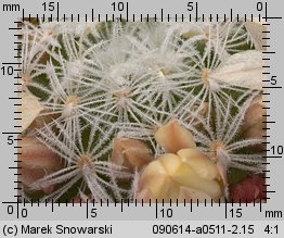Mammillaria duwei