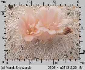 Epithelantha micromeris L 749