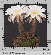 Echinopsis ancistrophora var. kratochviliana