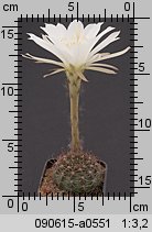 Echinopsis polyancistra