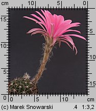 Echinopsis obrepanda var. calliantholilacina WR 63