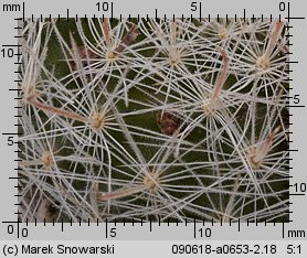 Mammillaria pennispinosa var. nazasensis SB 489