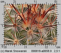 Mammillaria coahuilensis SB 699