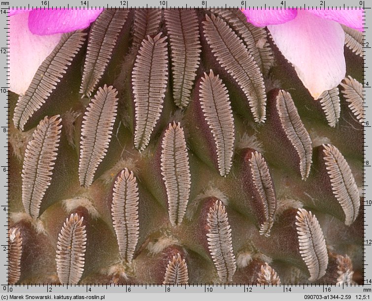 Pelecyphora asseliformis