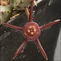 Digitostigma caput-medusae