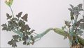Huernia zebrina ssp. insigniflora