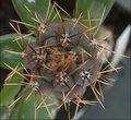 Gymnocactus mandragora