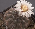 Gymnocactus mandragora