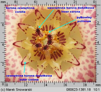 Orbeanthus hardyi